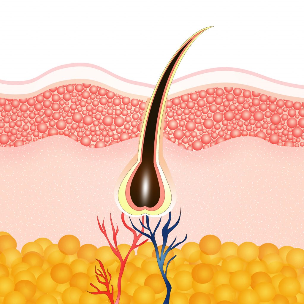 anatomy-of-hair-mhra-australia